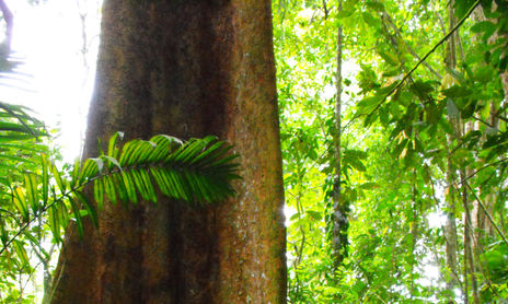 arboles y raíces