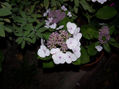 FOTO015