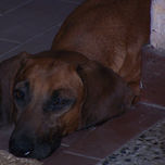 Animales thumbnail 2