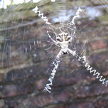 Animales thumbnail 1
