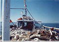 FOTOGRAFIA ,vuelta al  puerto,buena pesca
