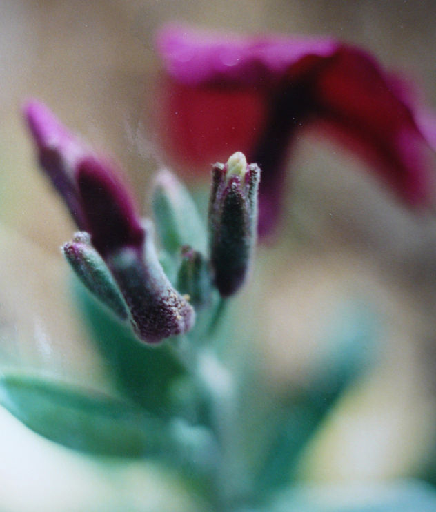 FLORES.
