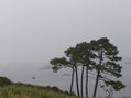 NIEBLA