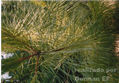 planta22