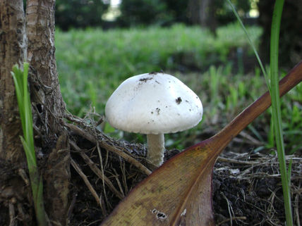 Hongo