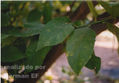 planta16