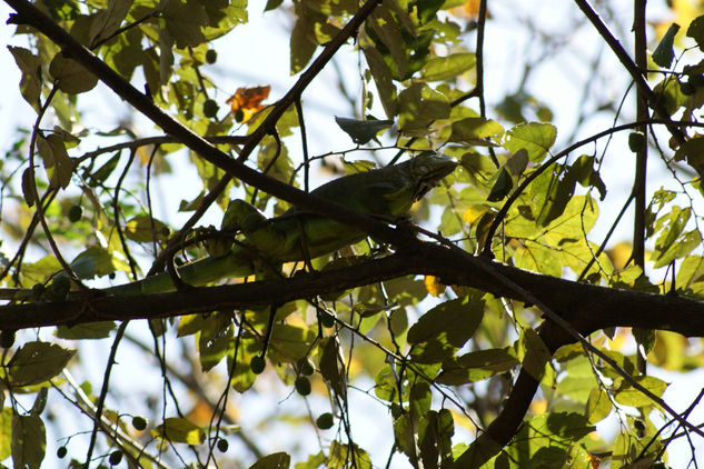 Iguana Verde 