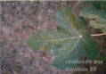 planta19