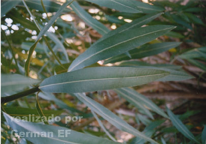 Planta12