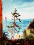 Cactus - Blanes