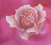 rosa rosa rosa