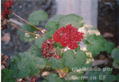 planta1