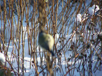 Pajaro en movimiento