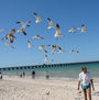 gaviotas