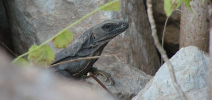 Iguana