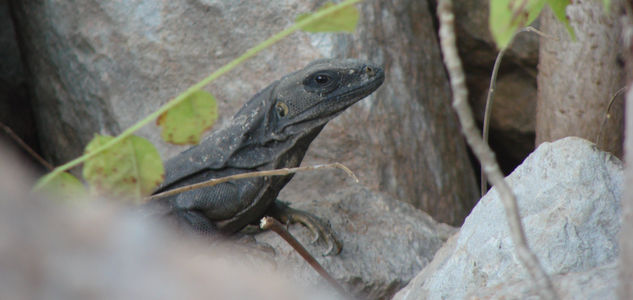 IGUANA 