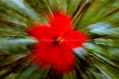 Flor Roja