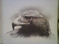 Cabeza de aguila