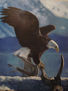 Águila