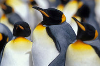 Pingüinos