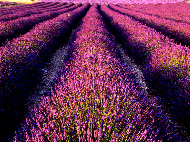 lavanda