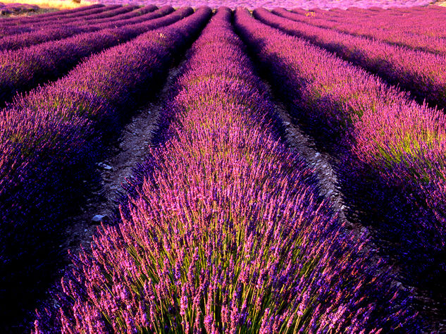 lavanda 