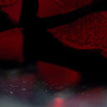 DE ACRIS thumbnail 2