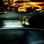 DE ACRIS thumbnail 1