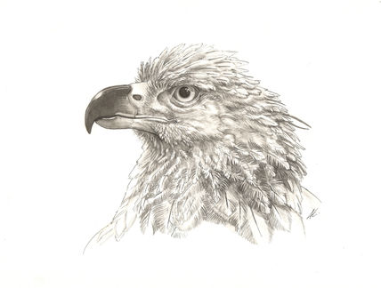 Águila coronada