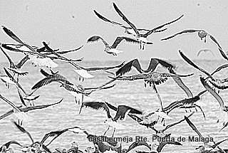 mas gaviotas Glamour Blanco y Negro (Digital)