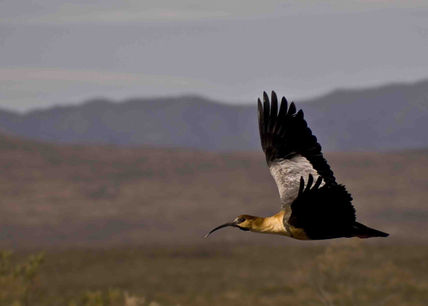 Bandurria Austral