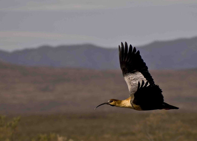 Bandurria Austral 