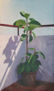 ficus
