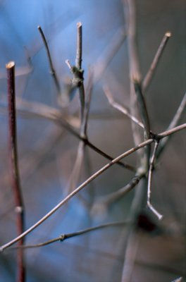 sin título Naturaleza Color (Química)