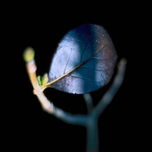 gardens thumbnail 2