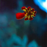gardens thumbnail 1