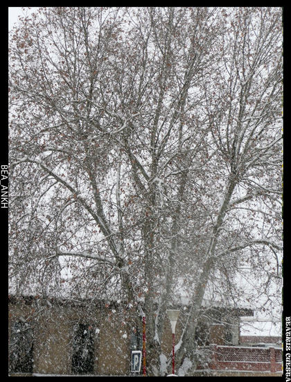 Árbol nevado 