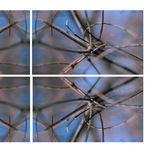 mandalas thumbnail 2