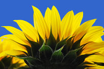 El girasol 1