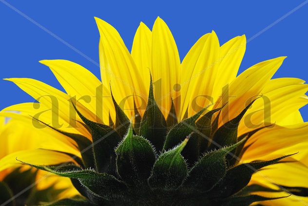 el girasol 1