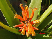 Flor de Aloe Vera