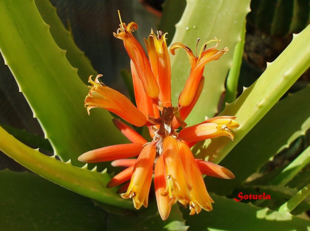 Flor de Aloe Vera Nature Color (Digital)