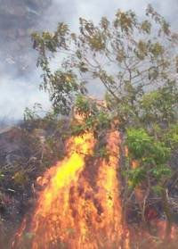 Cerca del fuego