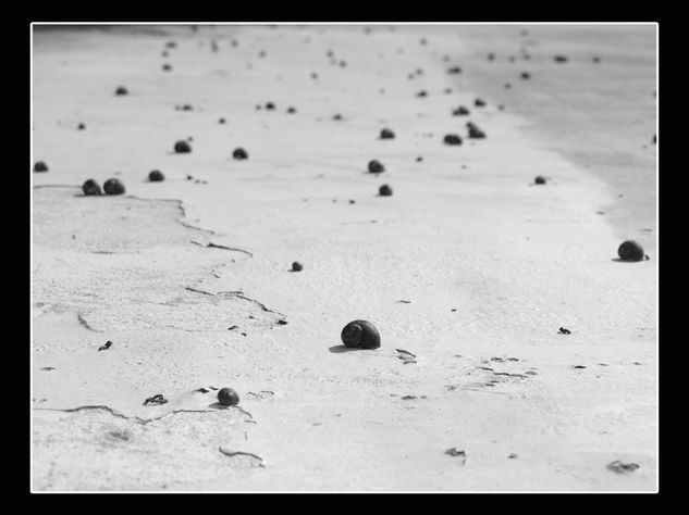 Caracois Nature Black and White (Digital)