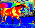 Caballo Rojo y Amarillo