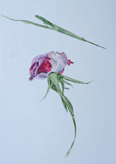 Rosa Watercolour Paper Floral Painting