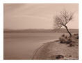 solitario