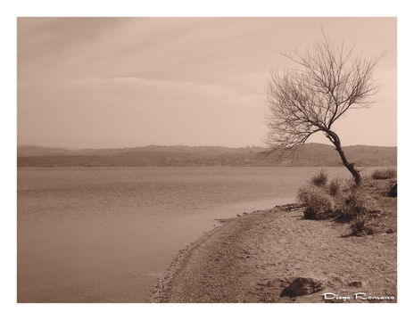 Solitario