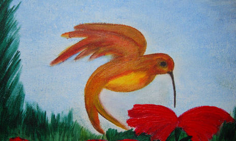 pajaros