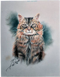 Maine coon